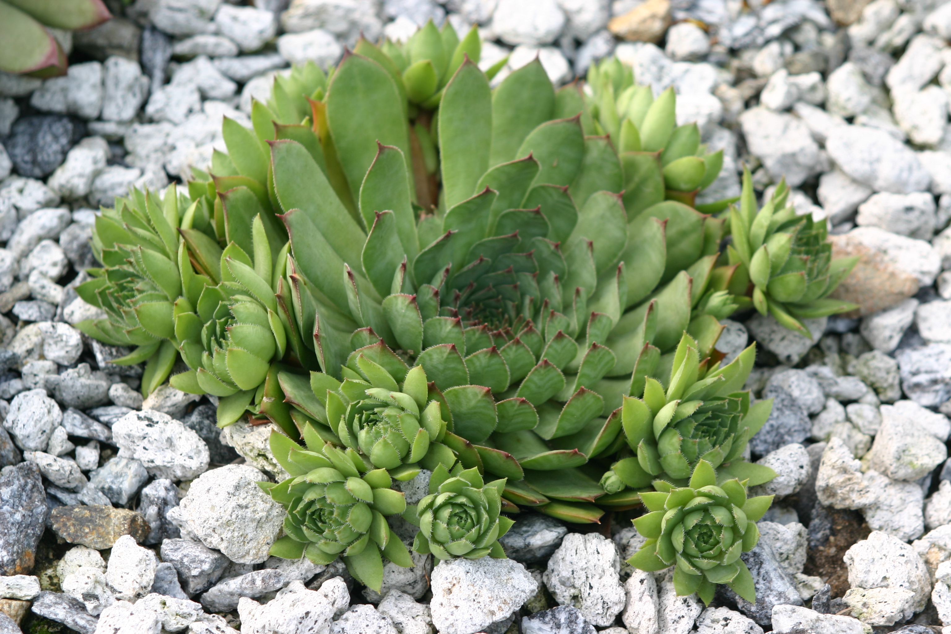 Sempervivum tectorum 'Boree'